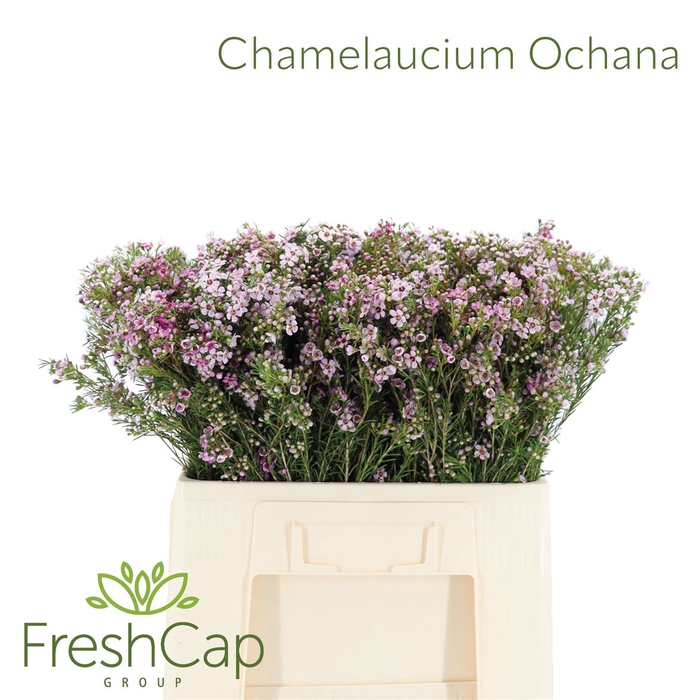 <h4>Chamelaucium Ochana</h4>