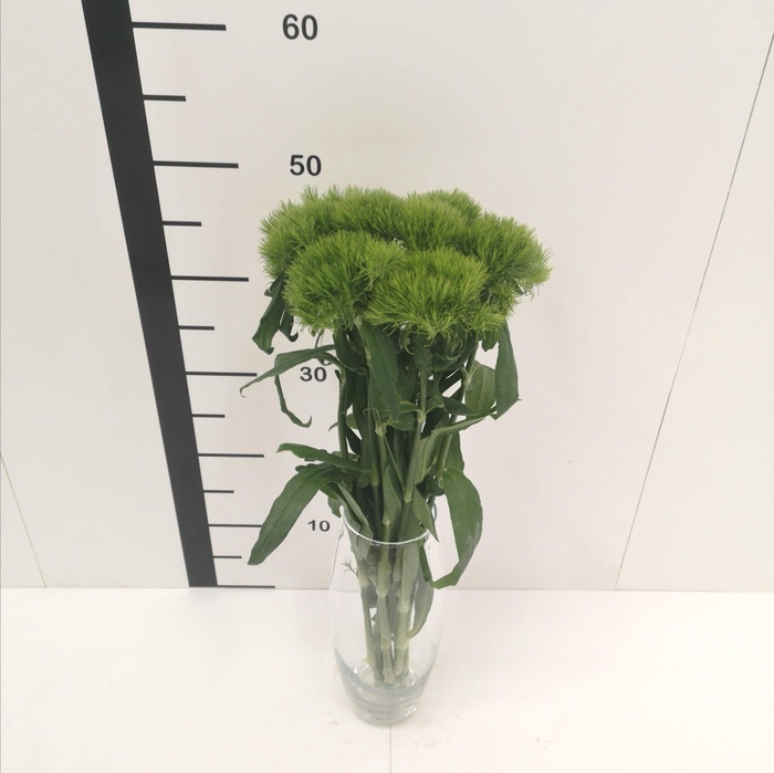 Dianthus barbatus Green Trick