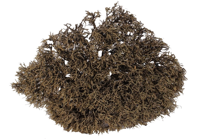 Iron bush 30-35cm p/pc natural