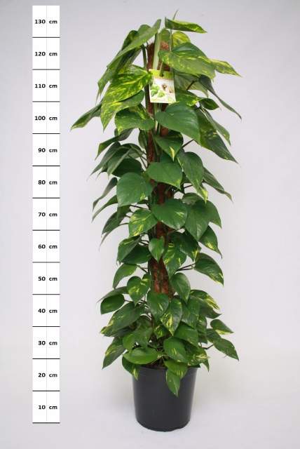 Epipremnum pinnatum mosstok 24Ø 120cm