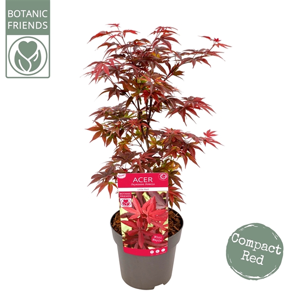 <h4>Acer palm. 'Little Red'</h4>