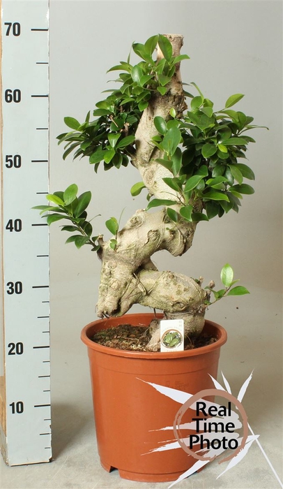 <h4>Ficus Mi Ginseng P24</h4>