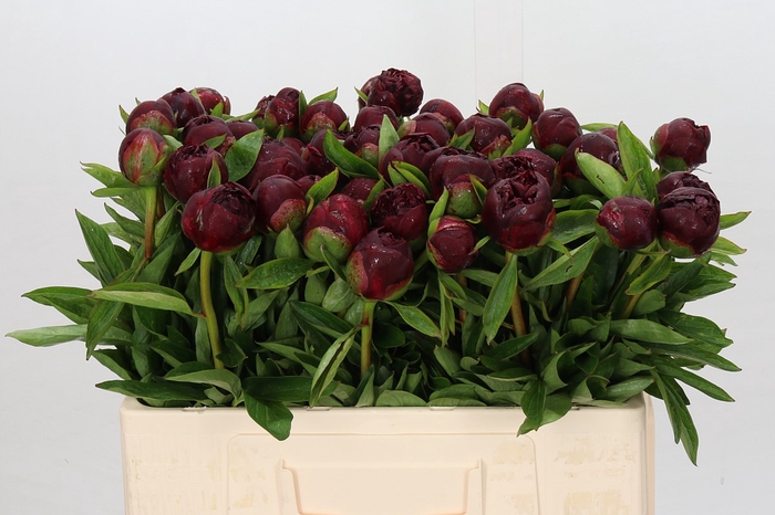 <h4>Paeonia Red Grace</h4>