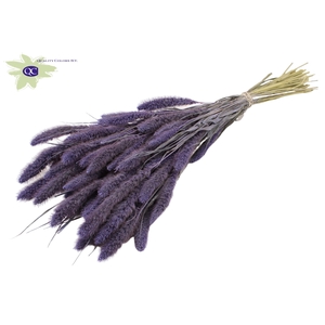 Setaria per bunch frosted milka