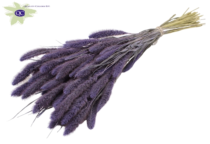 Setaria per bunch frosted milka