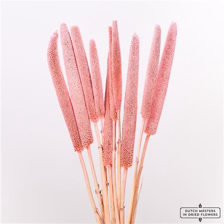<h4>Dried Babala X5 10pc Frosted Pink Bunch Slv</h4>