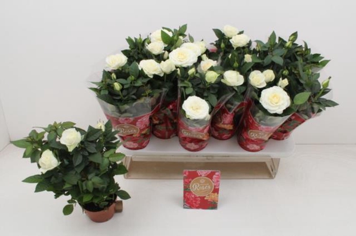 <h4>Rosa Favourite Roses White</h4>