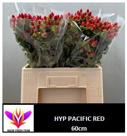 <h4>HYP PACIFIC RED</h4>