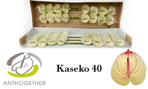 <h4>ANTH A KASEKO 40 Smart Pack</h4>
