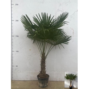 Trachycarpus fortunei 32Ø 220cm