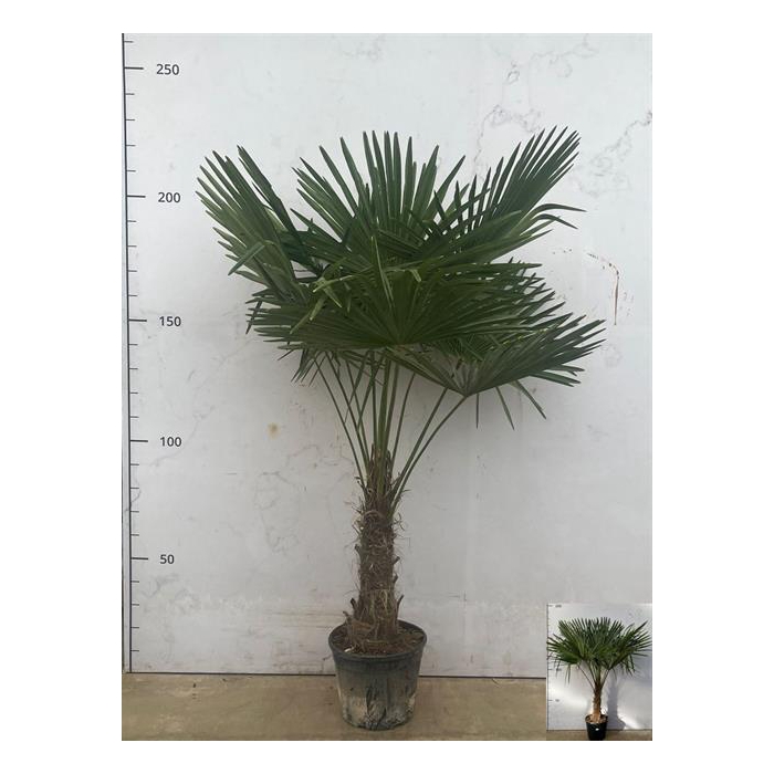 <h4>Trachycarpus fortunei 32Ø 220cm</h4>