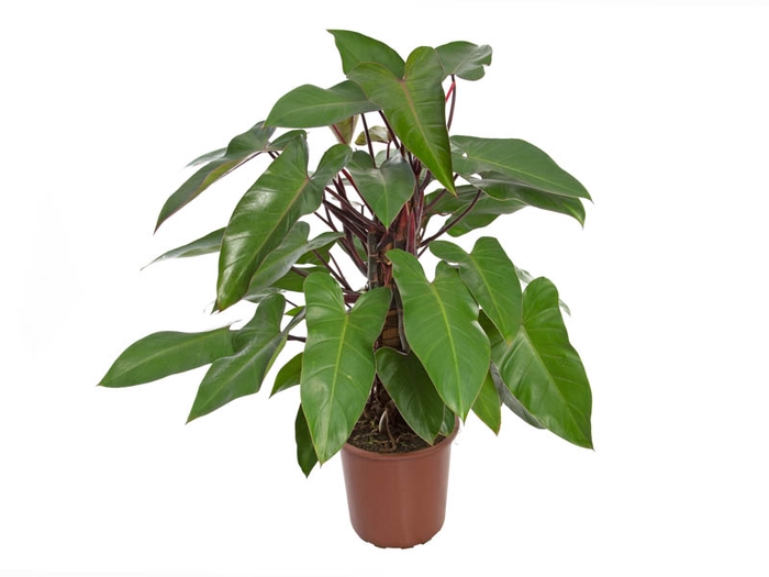 <h4>PHILODENDRON ERUBESCENS RED EMERALD P30</h4>
