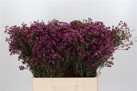 <h4>Chame Early Purple 60cm</h4>