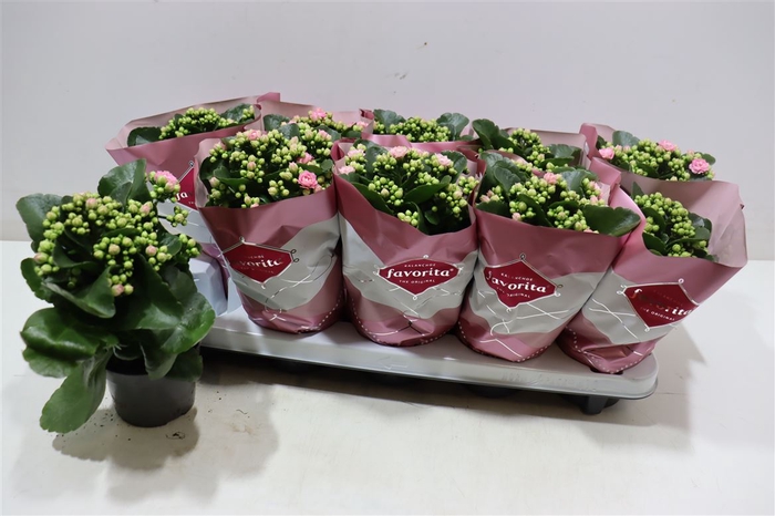 <h4>Kalanchoe Double Deluxe Pink Stadiu</h4>