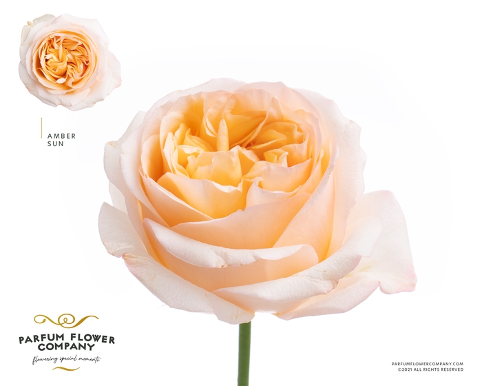 <h4>Rosa Garden Amber Sun</h4>