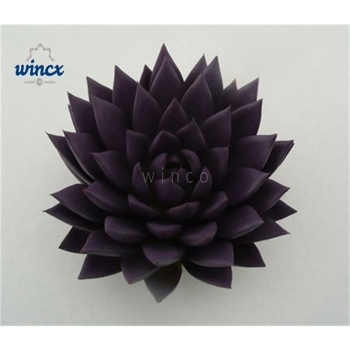 <h4>Echeveria Agavoides Paint Purple Cutflower Wincx-8</h4>