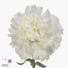 <h4>Dianthus st holly</h4>