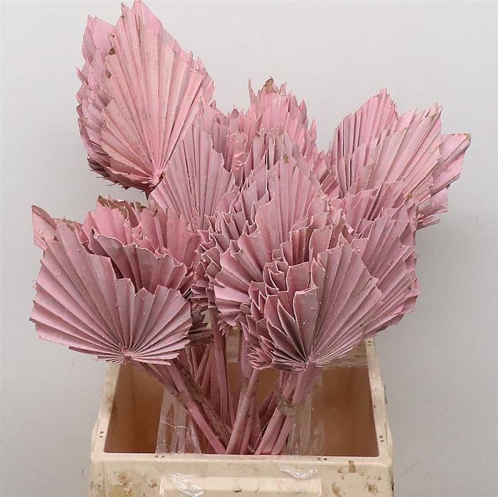 <h4>Dried Palm Spear Light Pink</h4>