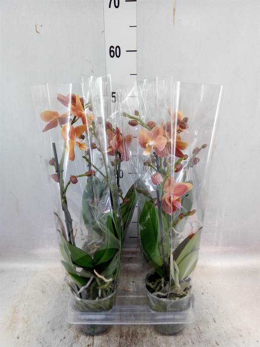 <h4>Phalaenopsis multi. 'Ant Monaco'</h4>