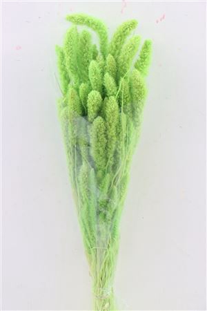 <h4>Dried Setaria Light Green Bunch</h4>
