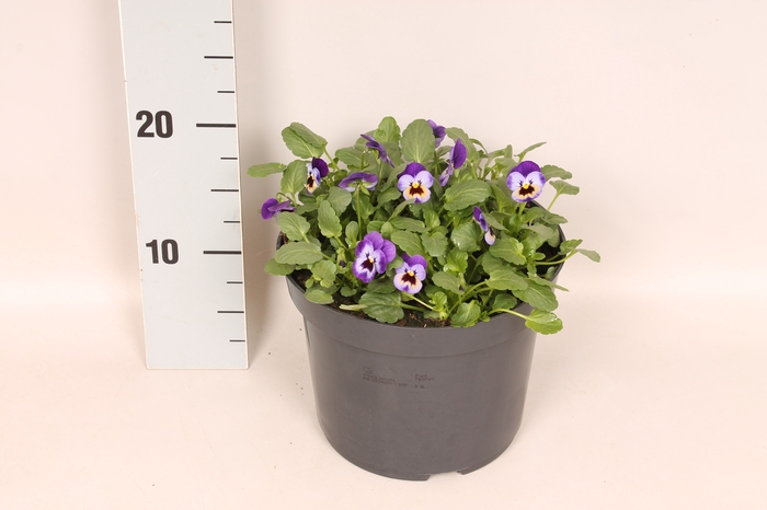 Viola cornuta 19 cm Violet Blue