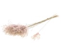 Fluffy reed grass nat.pink
