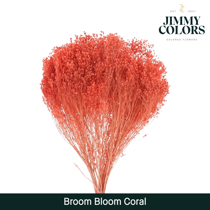 <h4>Broom bloom Coral</h4>