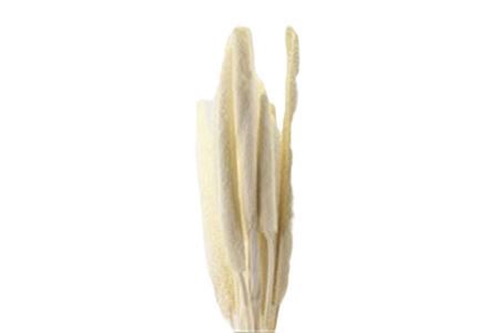 <h4>Dried Babala 10pc Bleached Bunch</h4>