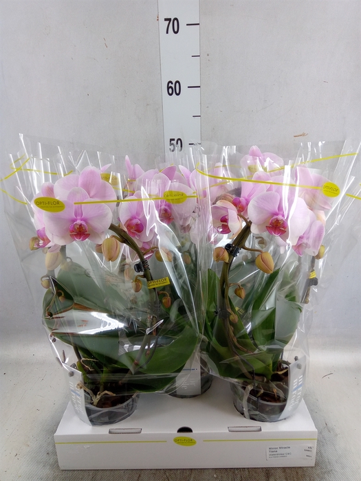 <h4>Phalaenopsis   ...rose</h4>