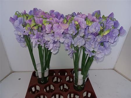 <h4>Lathyrus Lavendel</h4>