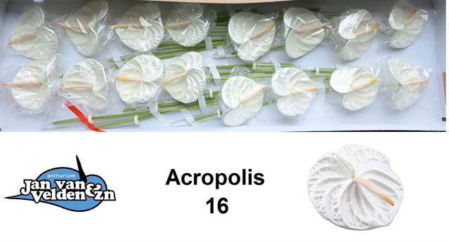 Anthurium acropolis
