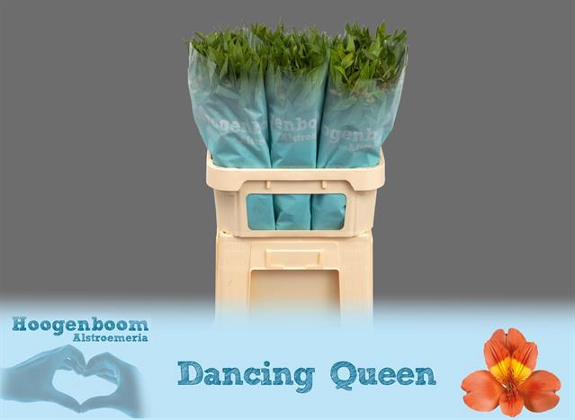 Alstroemeria dancing queen