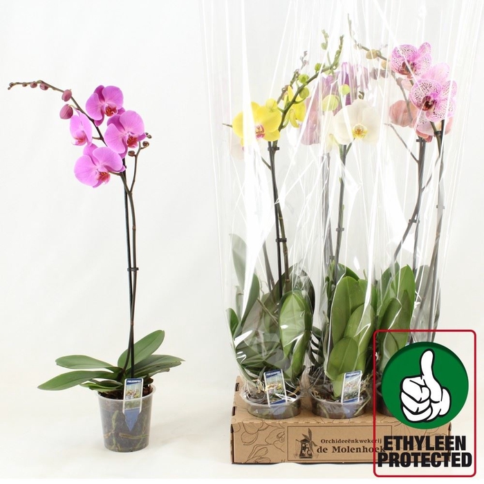 <h4>Phalaenopsis gemengd 4 kleuren</h4>