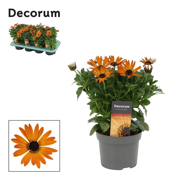 <h4>Osteospermum Orange Flare Decorum</h4>