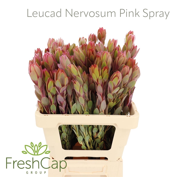 <h4>Leucad Nervosum Pink Spray</h4>