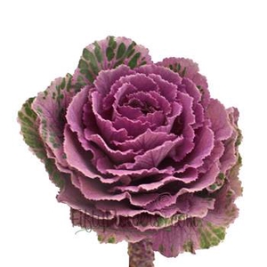 Brassica Purple