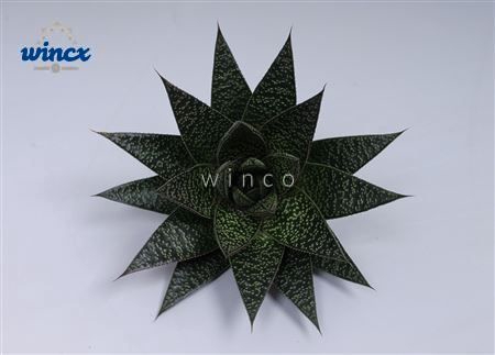 Aloe Flow Cutflower Wincx-8cm