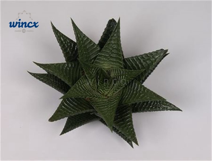 <h4>Haworthia limifolia cutflower wincx-8cm</h4>