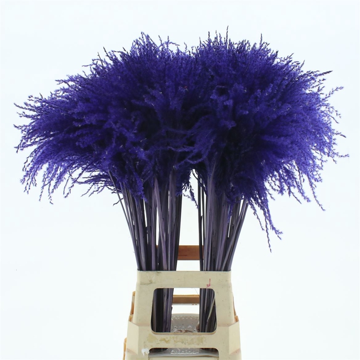 Dried Stipa Feather Paars
