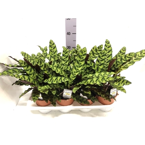 Calathea Lancifolia 14Ø 30cm