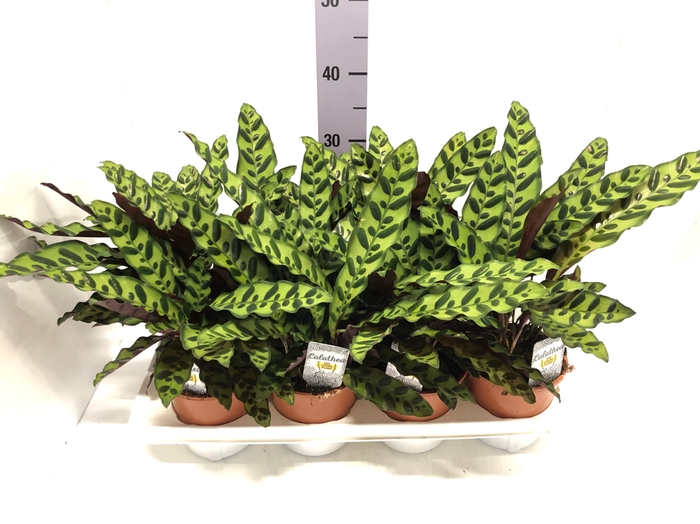 Calathea Lancifolia 14Ø 30cm
