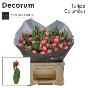 Tulipa do columbus