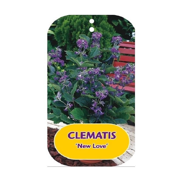 <h4>Clematis 'New Love' PBR & PP</h4>