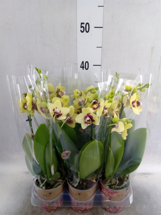 <h4>Phalaenopsis multi. 'FC Dp Secret'</h4>