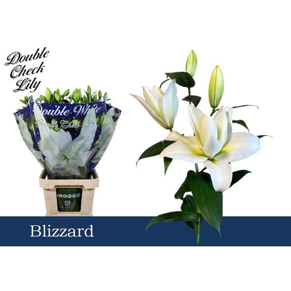 <h4>Lilium or dbl blizzard</h4>
