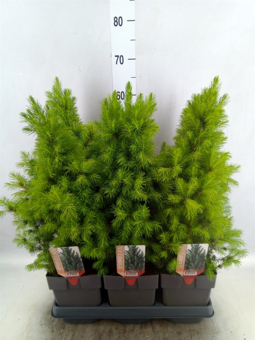 <h4>Picea glauca 'Conica'</h4>