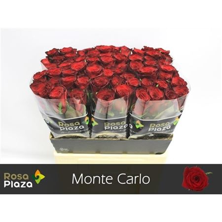 <h4>R Gr Monte Carlo</h4>