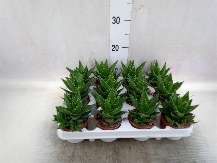 <h4>Aloe perfoliata</h4>