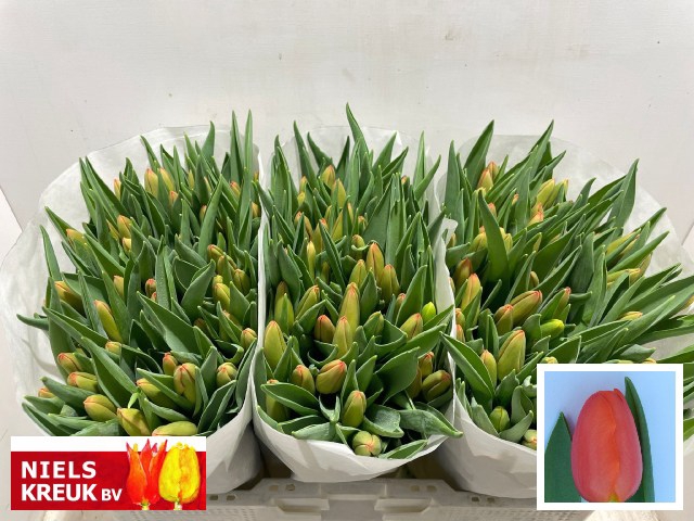 <h4>Tulipa si orange juice</h4>