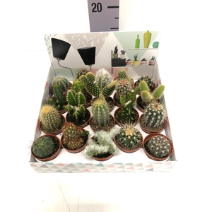 Cactus mix showbox 5,5Ø 5cm
